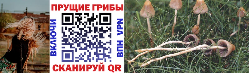Галлюциногенные грибы Psilocybine cubensis  Калязин 